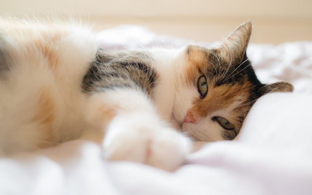 ¿Cómo debo cuidar a mi gato?