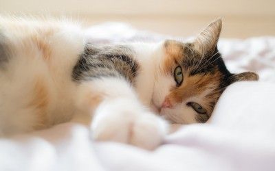 ¿Cómo debo cuidar a mi gato?