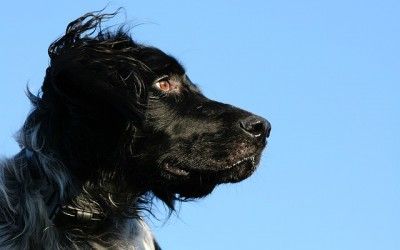 ¿Cómo debo cuidar a mi perro?
