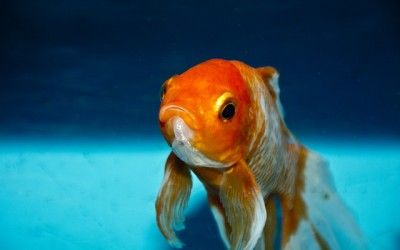 Peces y peceras: consejos sobre su cuidado