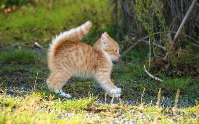 ¿Por qué tener una mascota?