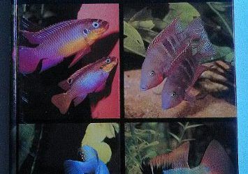 Cichlid Aquarium