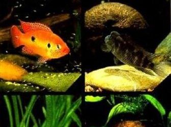 Cichlids from West Africa: A Handbook for Their Identification, Care, and Breeding