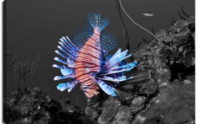 Los peces abisales – diseño negro / blanco con elementos de color sobre lienzo en el formato: 60×40 cm. Impresión del arte de alta calidad como un mural. Más barato que una pintura al óleo! ATENCIÓN No cartel! , mascotas