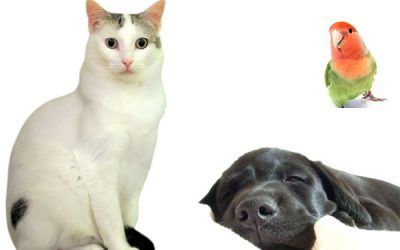 Beneficios de comprar en las tiendas online para animales