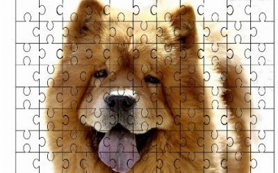 Chow Chow (dorado) de perro 96 piezas Jigsaw Puzzle 72