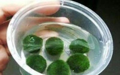 6 Nano Luffy Marimo bolas – Crear un natural habitat de aprendizaje para Triops/Mar monos: Adorable verde musgo decoración de bolas: perfecto para su escritorio: Will prosperar con mínima atención