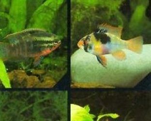 Dwarf Cichlids: A Handbook for Their Identification, Care, and Breeding (American Cichlids)
