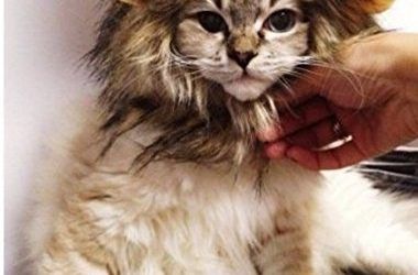 MA-on Peluca de melena de león para perro o gato, disfraz para mascotas
