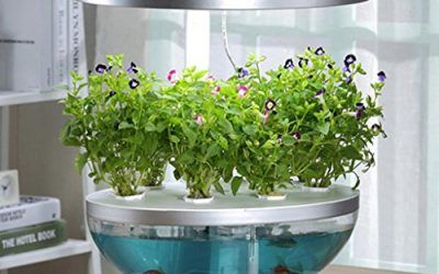 Máquina automática de cultivo de verduras Copas de harina de pescado Decoración de vegetales en maceta Potencia 50W Tamaño 410 * 300 * 620 (410) mm Escalable