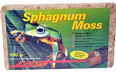 Fondo terrario sustrato Lucky Reptile spaghnum moss 100 gr.