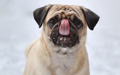 Elimine los chinches de su mascota