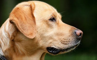 ¿Cuál es la mascota ideal para los dueños primerizos?