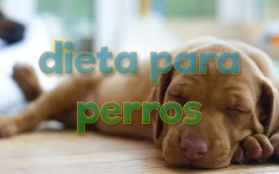 Dieta para perros y otros animales de compañía