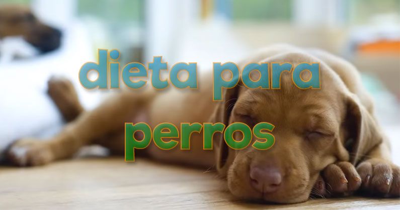 Dieta para perros y otros animales de compañía