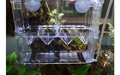 Peces de Acuario Incubadora Flotante Criadero Criador Case de Cría (Transparent)