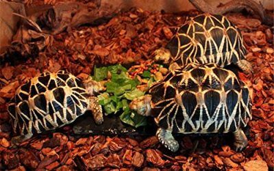 JRTAN&Pet Tortuga y Reptiles Sustrato Alfombra Tortuga y Reptiles Corteza Corteza Pino Corteza Escalada Caja paisajismo 950G, partículas Medianas