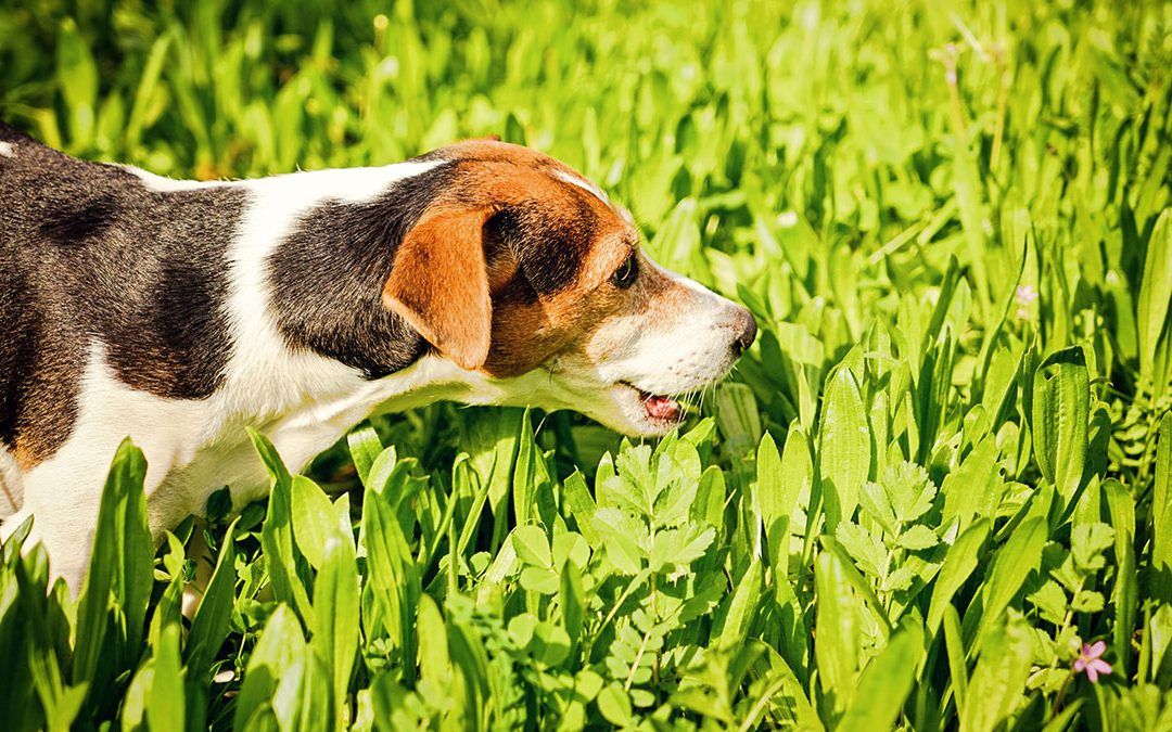 7 Cosas que pueden hacer que tu perro vomite