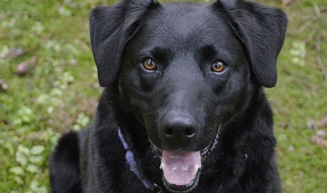 Descubre todo sobre la plaga de chinches y la manera en que pueden afectar a tus mascotas