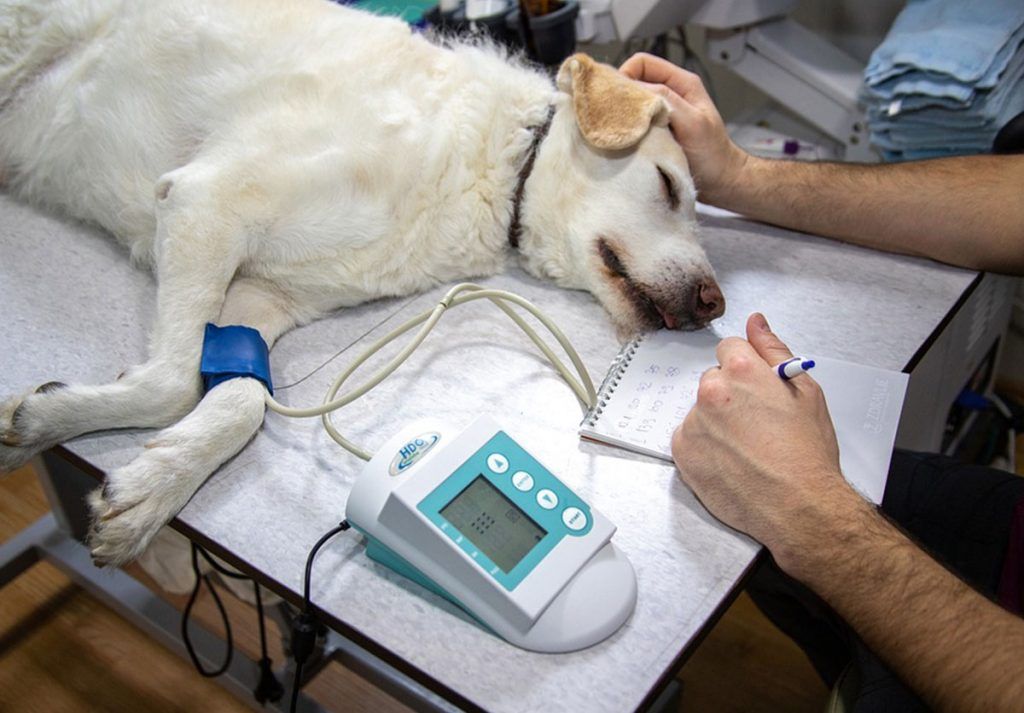 urgencias clínica veterinaria