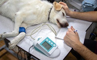 La importancia del servicio de urgencias en una clínica veterinaria