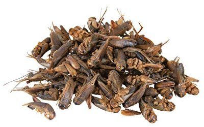 TRIXIE Grillos deshidratados, 250 ml/25 g, Reptiles
