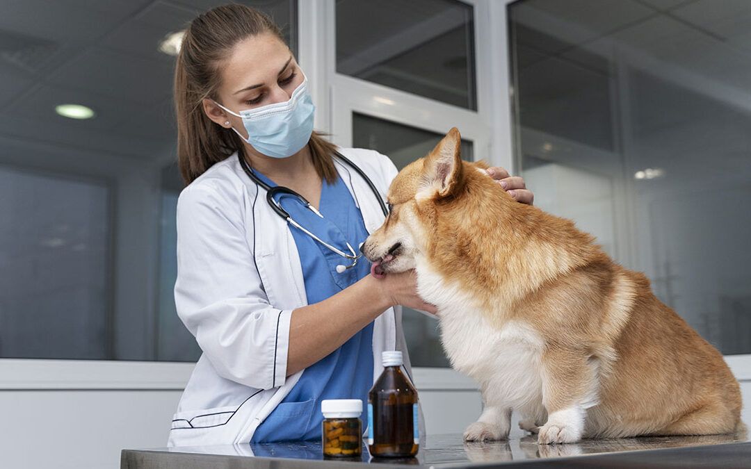 Carta para los farmacéuticos de parte de los veterinarios
