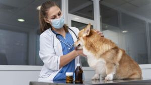Carta para los farmacéuticos de parte de los Veterinarios