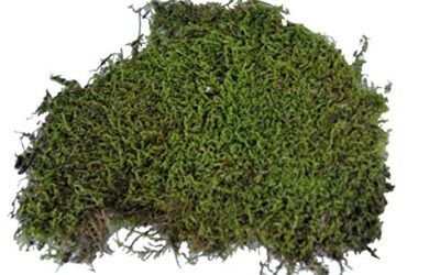 Lucky Reptile Vivarium Moss – 150 g Musgo para terrarios para Reptiles – Musgo Fresco de Cultivo controlado – Musgo para Aumentar Humedad del Aire – Musgo decoración para terrario – Accesorio réptil